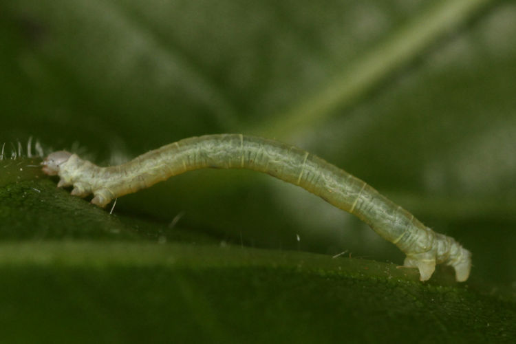 Ennomos quercinaria: Bild 5