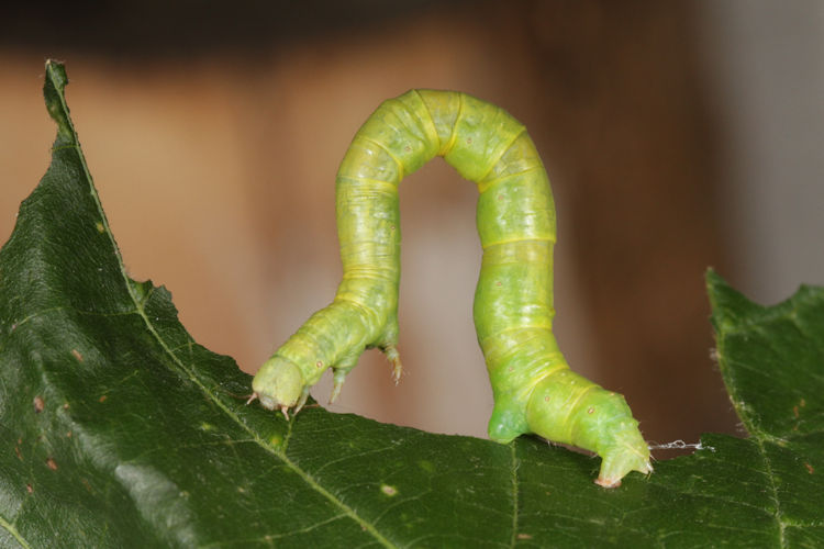 Ennomos quercinaria: Bild 20