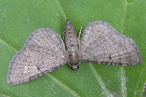 Eupithecia selinata: Bild 1