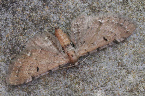 Eupithecia expallidata: Bild 1