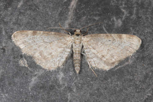 Eupithecia sp.: Bild 1
