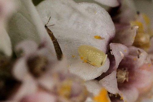 Eupithecia expallidata: Bild 3