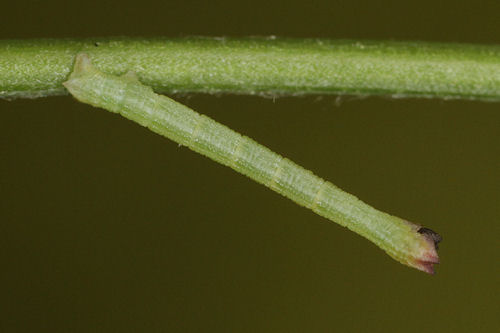 Hemistola chrysoprasaria: Bild 33