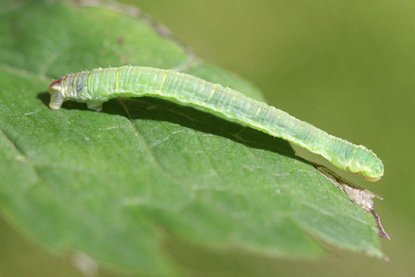 Eupithecia actaeata: Bild 13