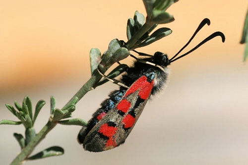 Zygaena rhadamanthus: Bild 2