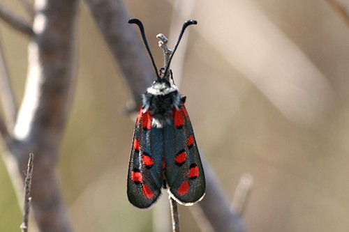 Zygaena rhadamanthus: Bild 4