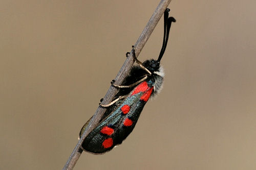 Zygaena rhadamanthus: Bild 1