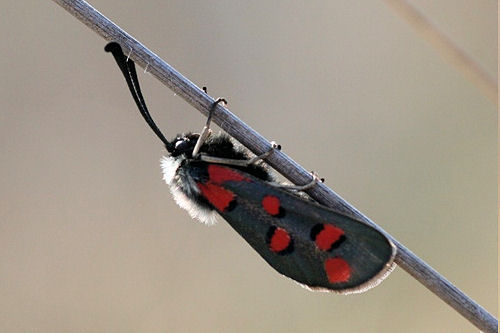 Zygaena rhadamanthus: Bild 5