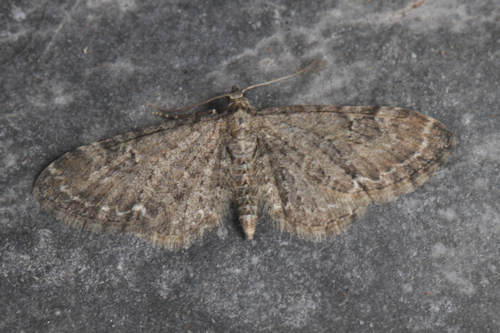 Eupithecia vulgata: Bild 22