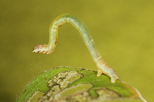 Angerona prunaria: Bild 17