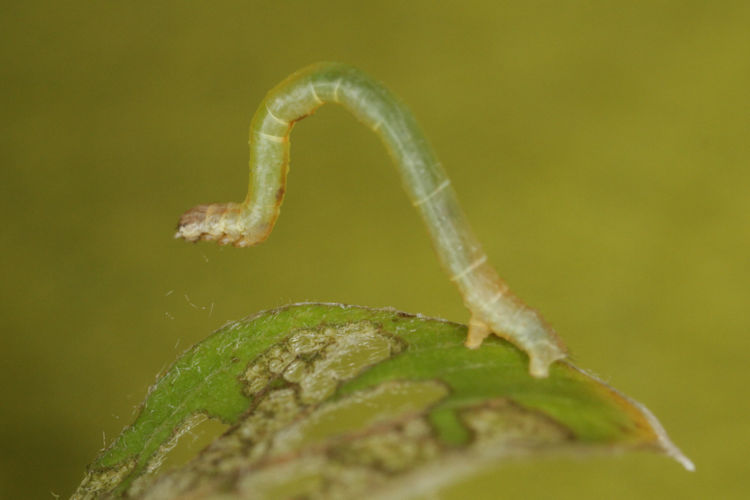 Angerona prunaria: Bild 7