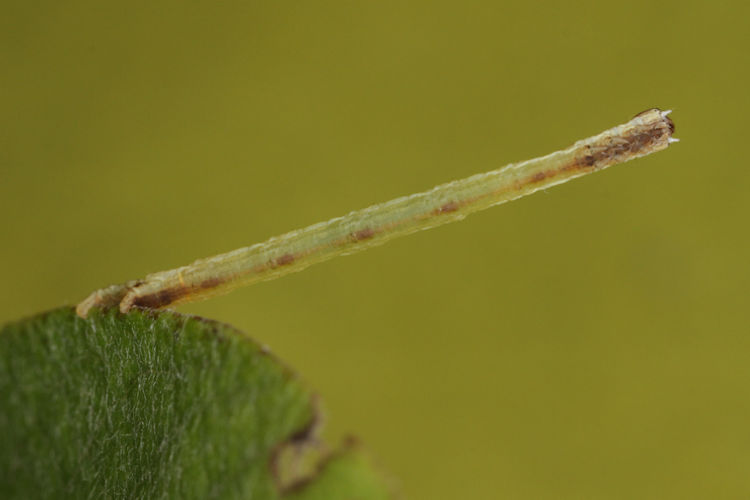 Angerona prunaria: Bild 9