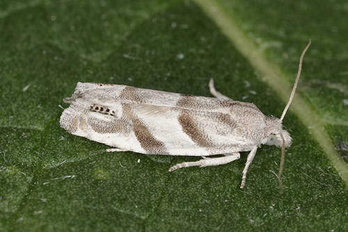 Eucosma pupillana: Bild 2