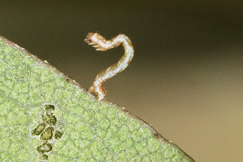 Cyclophora linearia: Bild 10