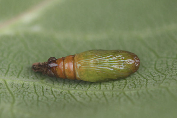 Eupithecia actaeata: Bild 15