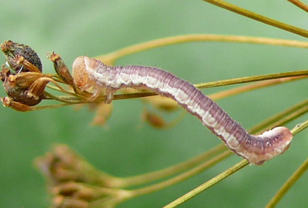 Eupithecia pimpinellata: Bild 9