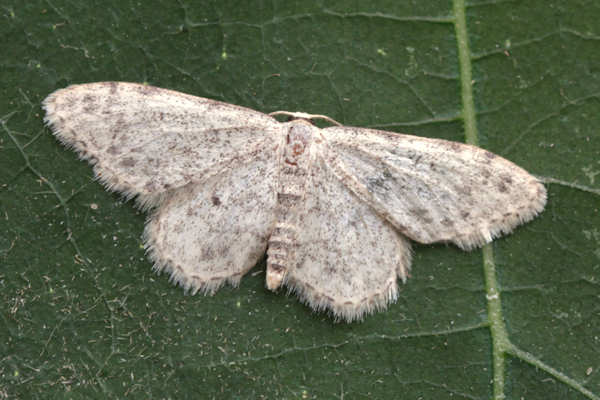 Idaea typicata: Bild 1