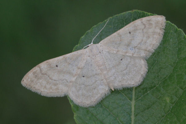 Idaea deversaria: Bild 3