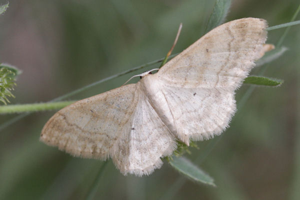 Idaea deversaria: Bild 4