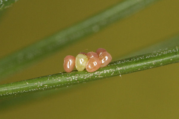 Pungeleria capreolaria: Bild 1