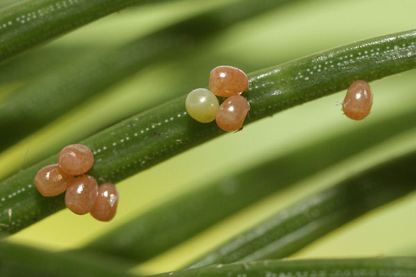 Pungeleria capreolaria: Bild 2