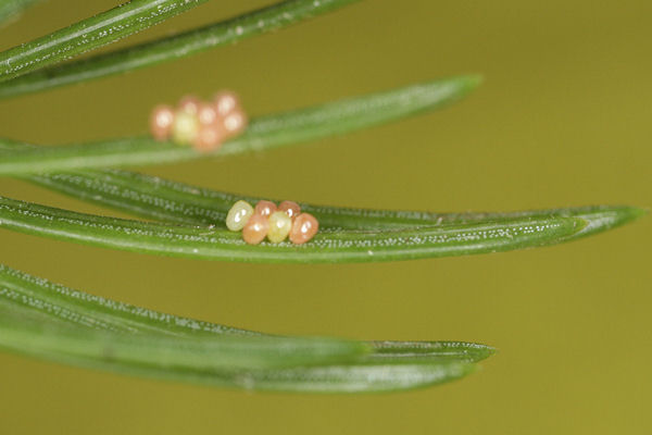 Pungeleria capreolaria: Bild 3