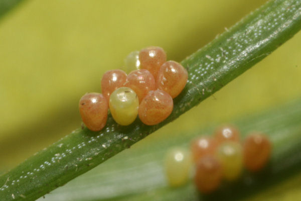 Pungeleria capreolaria: Bild 4