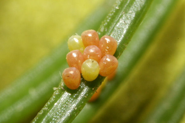 Pungeleria capreolaria: Bild 5