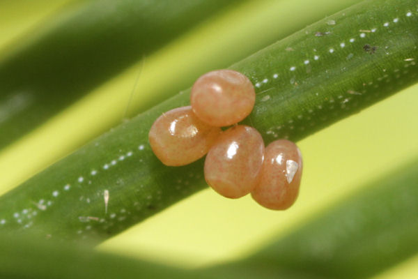 Pungeleria capreolaria: Bild 6