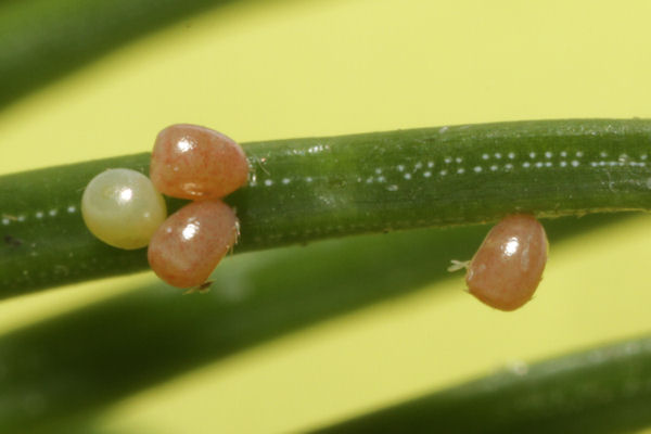 Pungeleria capreolaria: Bild 7