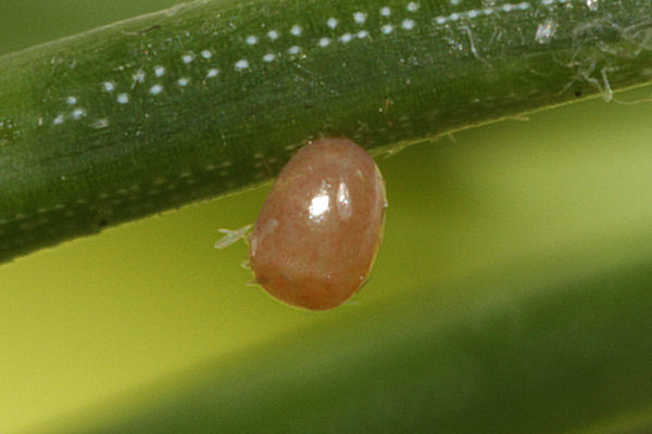 Pungeleria capreolaria: Bild 8