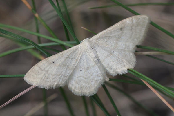 Idaea straminata: Bild 4