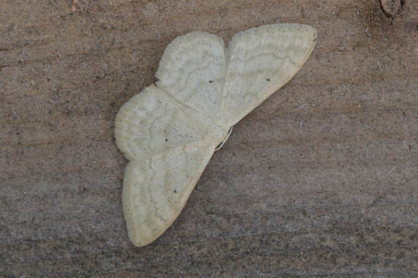 Idaea deversaria: Bild 5