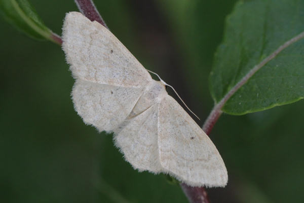 Idaea deversaria: Bild 6