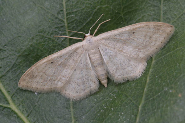 Idaea deversaria: Bild 10