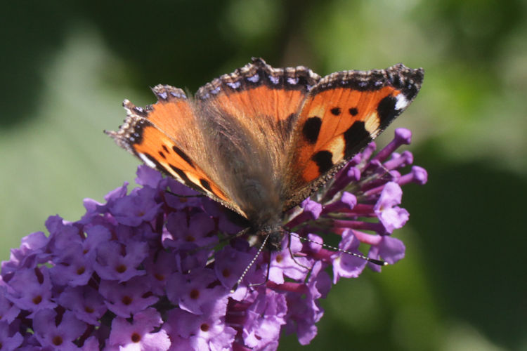 Aglais urticae: Bild 14