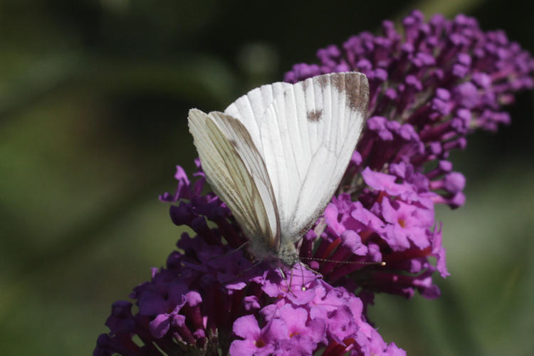 Pieris napi: Bild 8