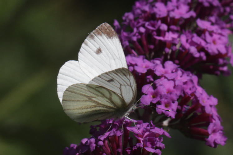 Pieris napi: Bild 9