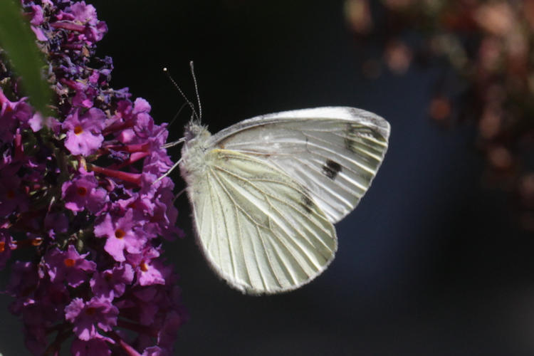 Pieris napi: Bild 34