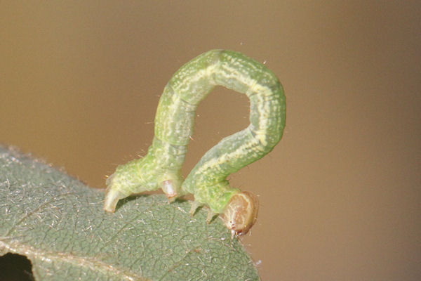 Cyclophora linearia: Bild 39