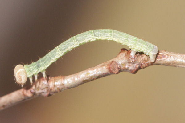 Cyclophora linearia: Bild 40