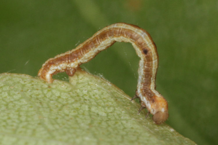Hypomecis roboraria: Bild 6