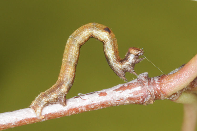Hypomecis roboraria: Bild 8