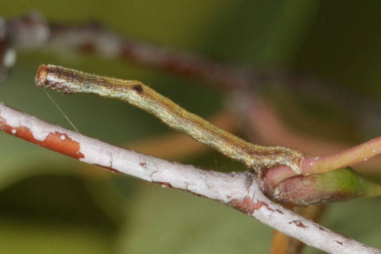 Hypomecis roboraria: Bild 9