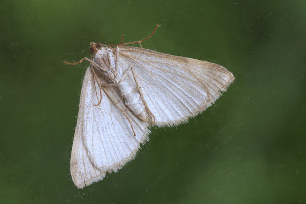 Scotopteryx bipunctaria: Bild 26
