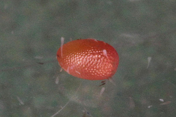 Coenotephria salicata: Bild 1