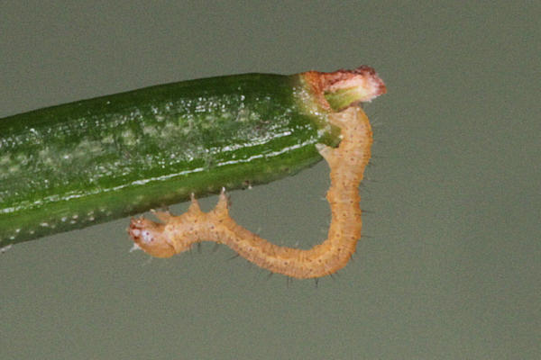 Pungeleria capreolaria: Bild 9