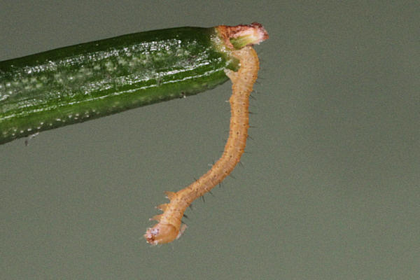 Pungeleria capreolaria: Bild 11
