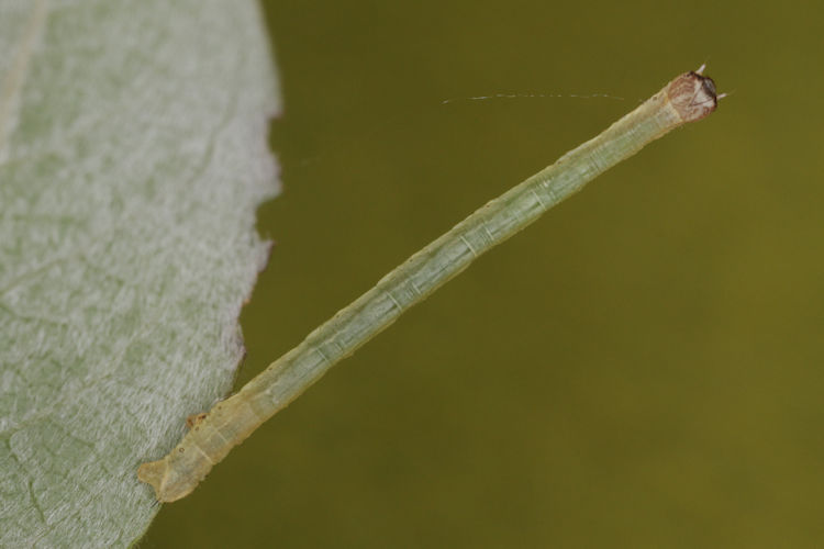 Angerona prunaria: Bild 10