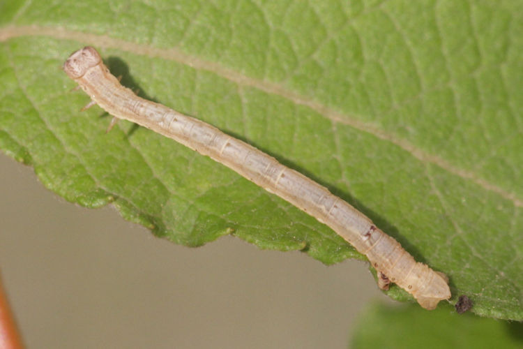 Angerona prunaria: Bild 11